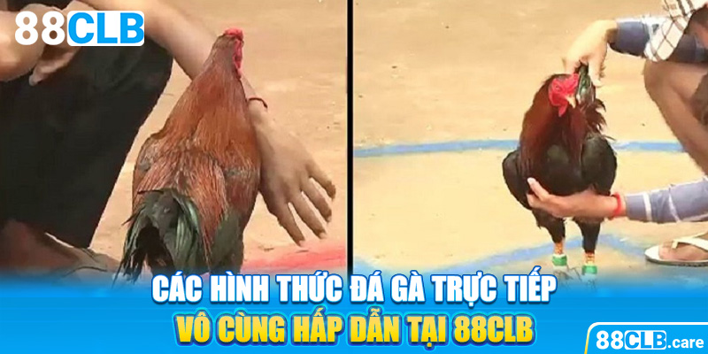 Các Loại Hình Đá Gà Trực Tuyến Hấp Dẫn Tại 88CLB